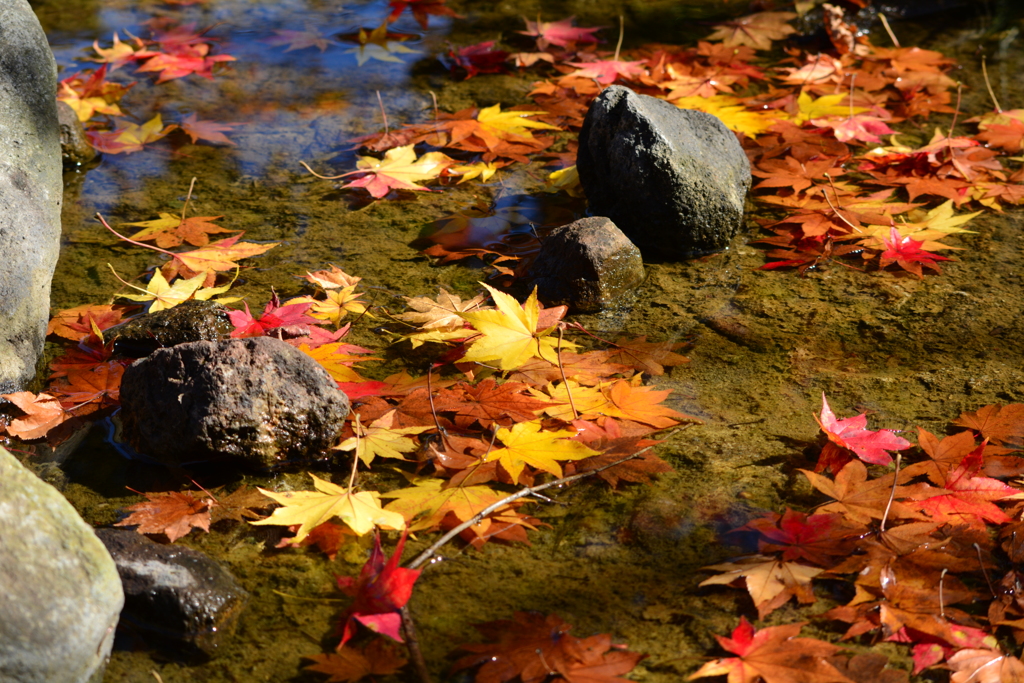 日本庭園・池の中・紅葉