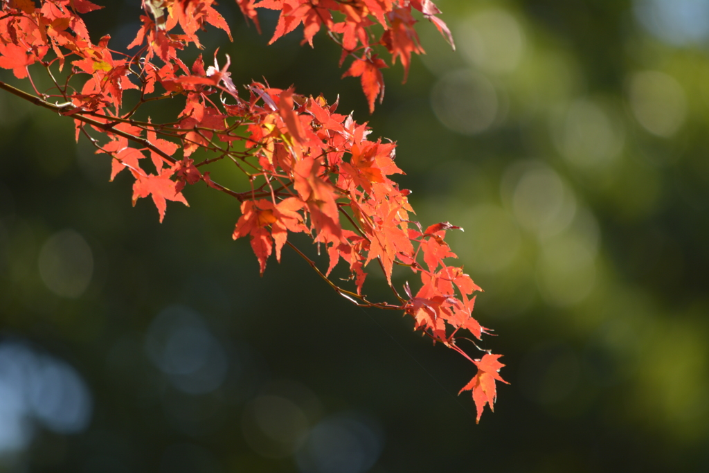 小石川後楽園・紅葉2