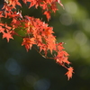 小石川後楽園・紅葉2