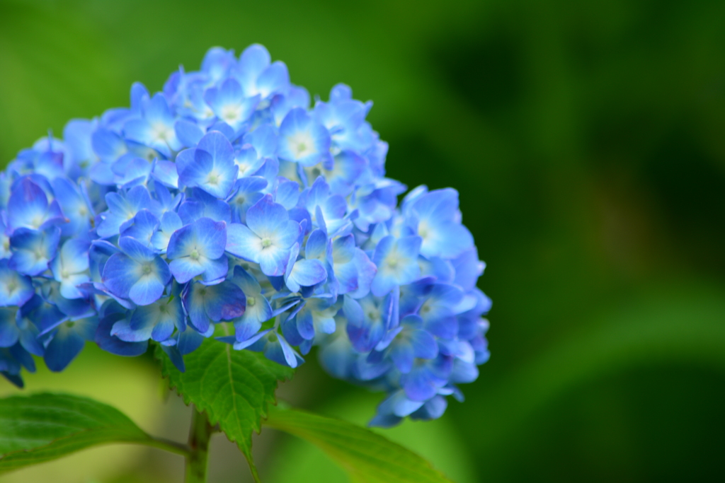木場公園のアジサイ