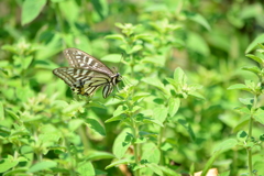 アゲハチョウ