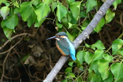 野鳥の島・カワセミ