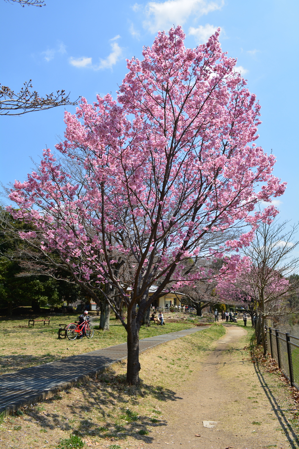 満開の陽光サクラ