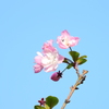 花❓