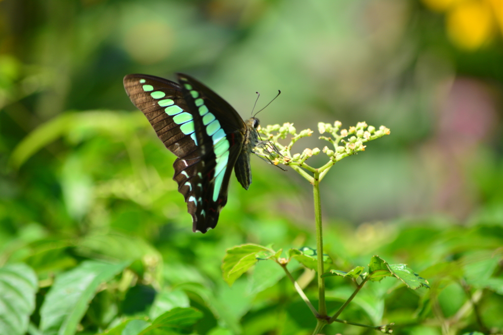 帰化植物園のアオスジアゲハ