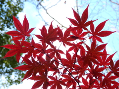 猿江恩賜公園・紅葉