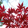 猿江恩賜公園・紅葉