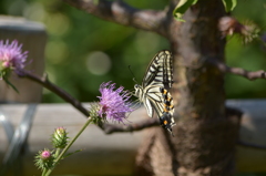 向島百花園・蝶