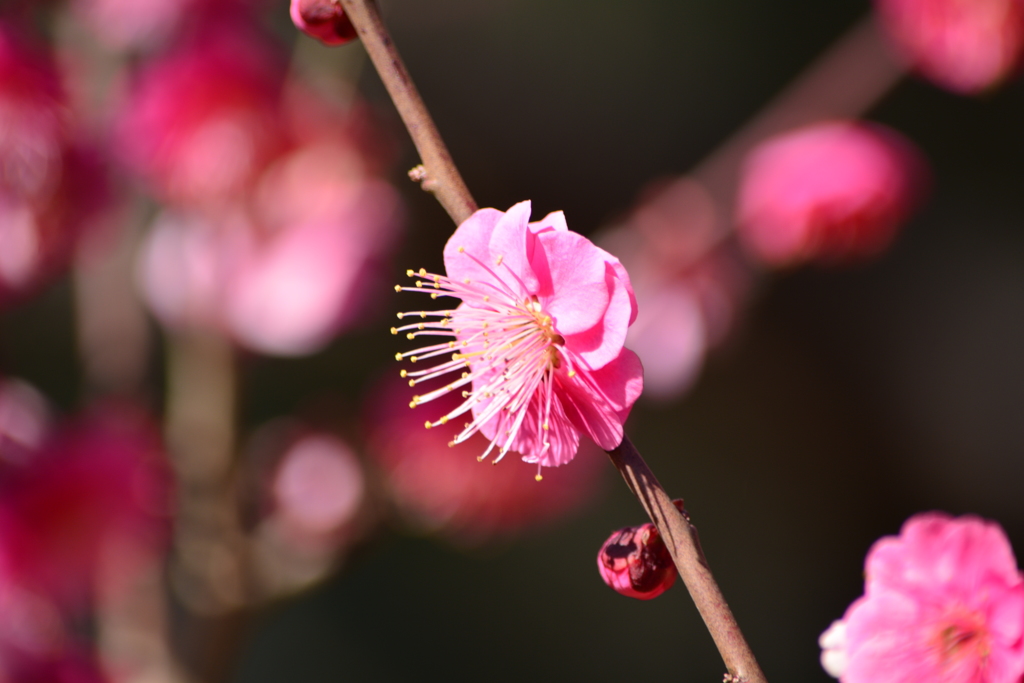 羽根木公園・紅梅