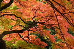 新宿御苑・紅葉