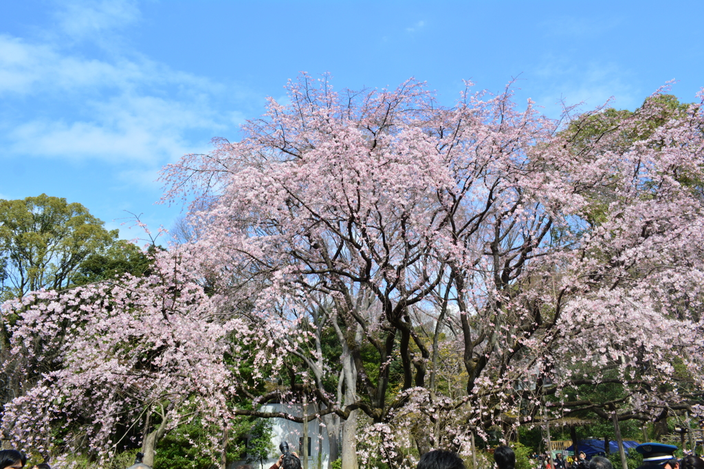 枝垂れ桜