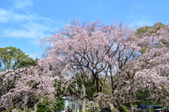 枝垂れ桜