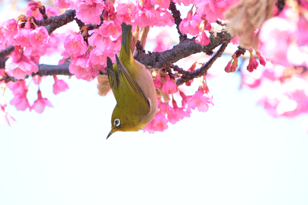 都立木場公園・メジロ