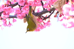 都立木場公園・メジロ