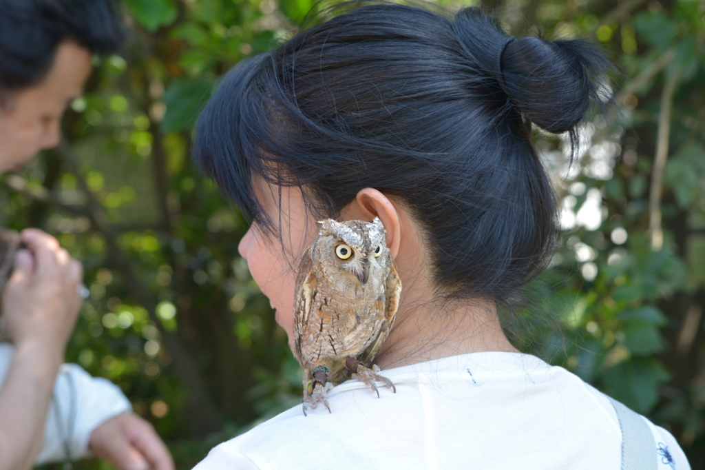 婦人・フクロウ