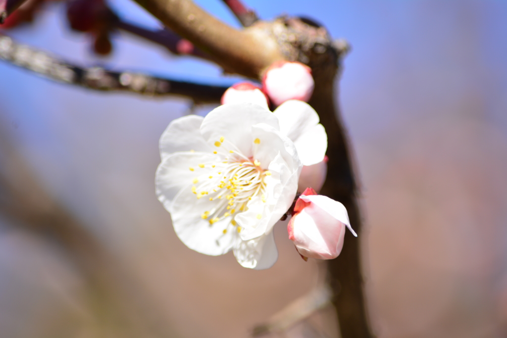 羽根木公園・白梅