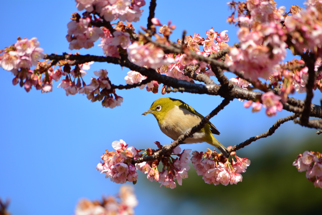 寒桜とメジロ