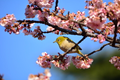 寒桜とメジロ