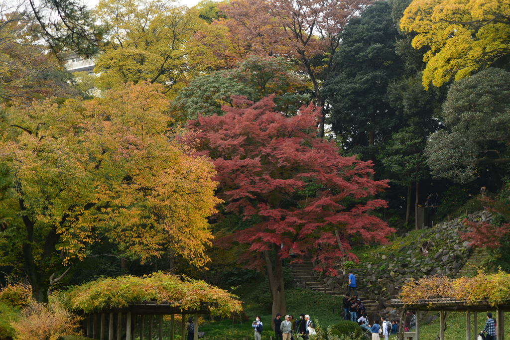 小石川後楽園・紅葉
