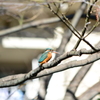 紅葉が池のカワセミ