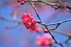 羽根木公園・紅梅