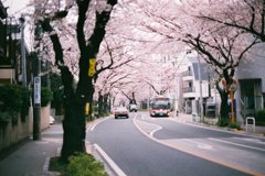 桜の中のバス停