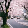 桜の中のバス停