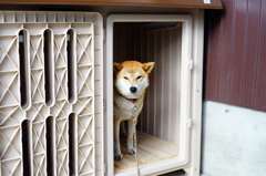 びびる