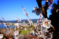 高台の梅