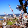 高台の梅