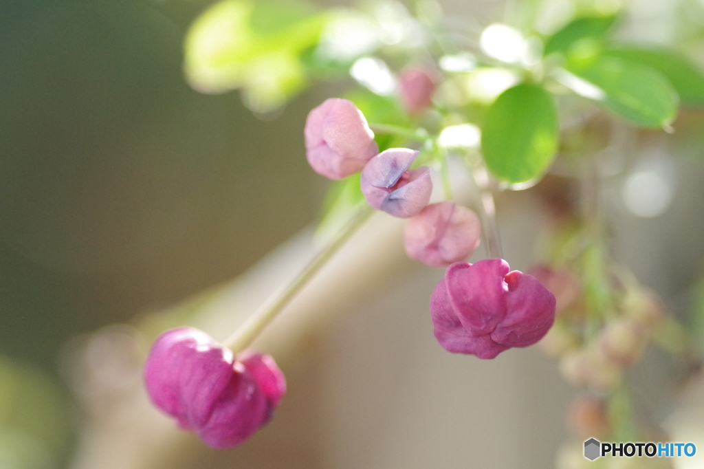 アケビの花 ふわり