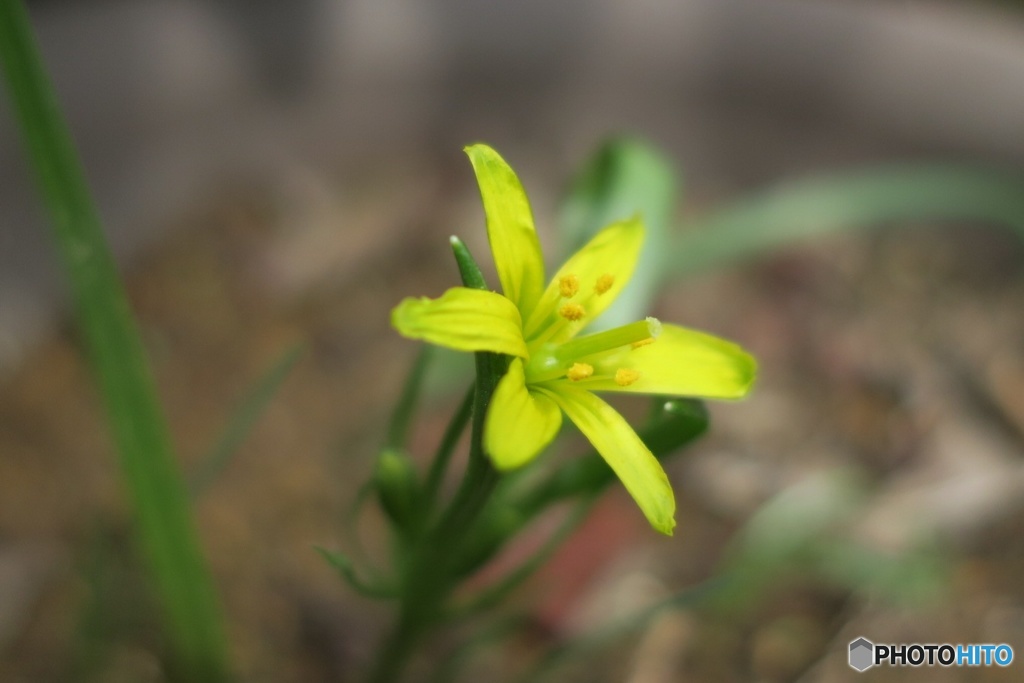 小さな春の花