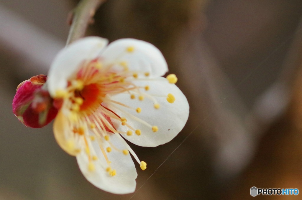 梅の花 
