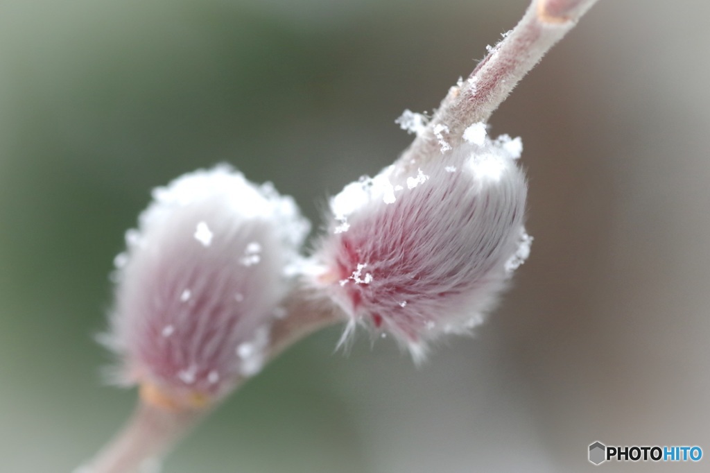 雪解けネコヤナギ