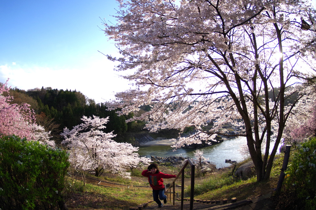 桜、満開♪♪