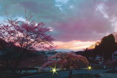 夕景の桜