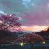 夕景の桜