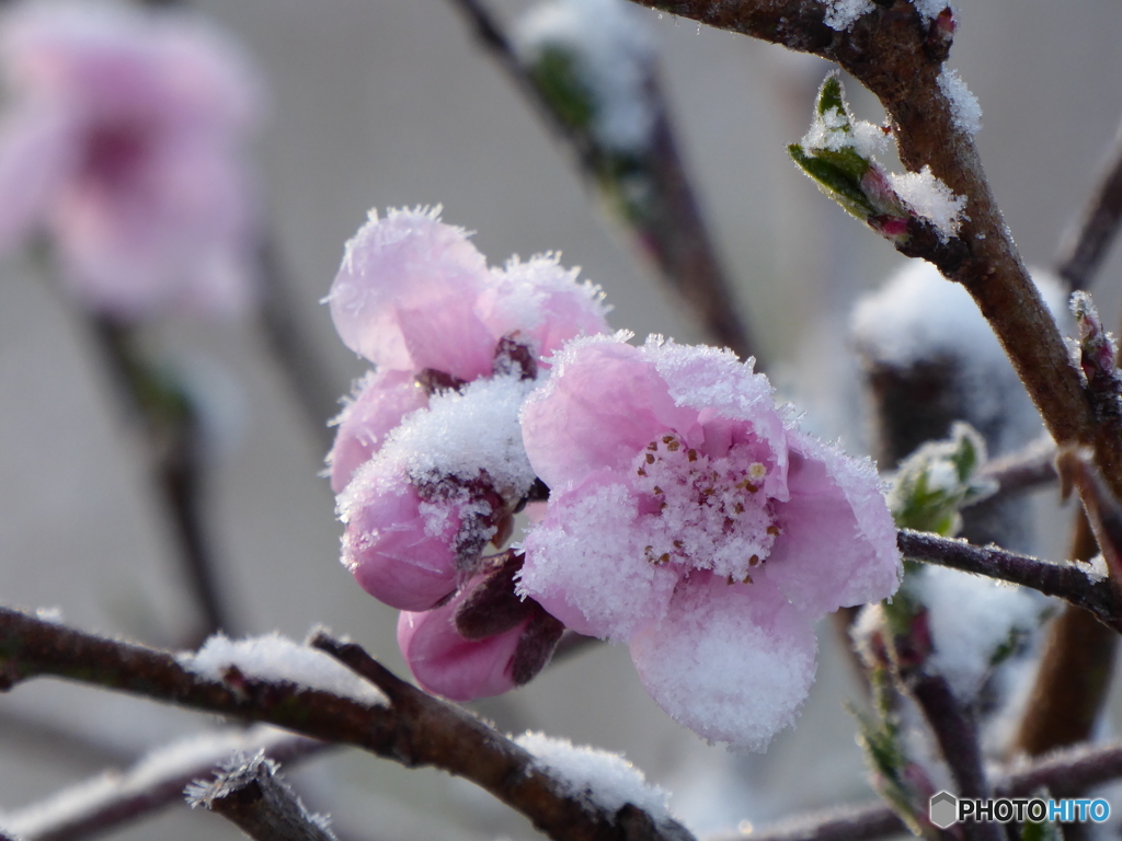 花桃 うっすらと雪化粧