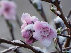 花桃 うっすらと雪化粧