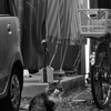 媚びない瞳