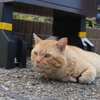 平戸のトラ猫