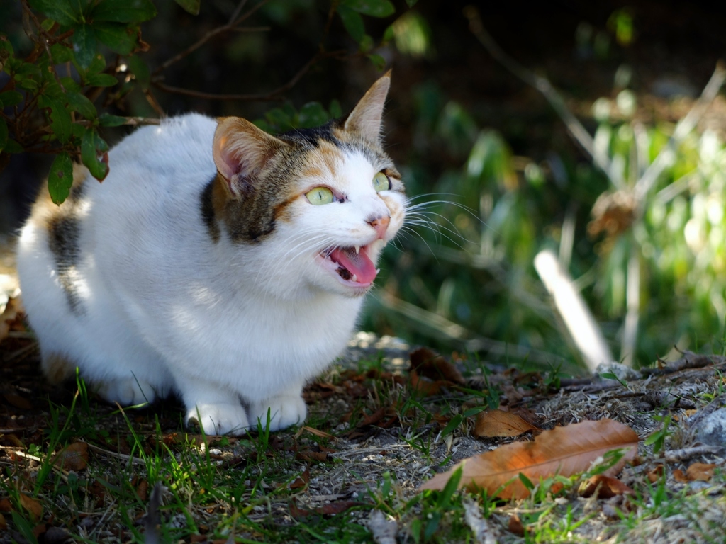 よくしゃべる猫