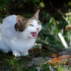 よくしゃべる猫