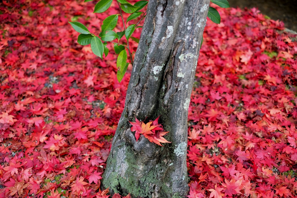 緑一点