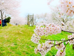 桜とアスレチック