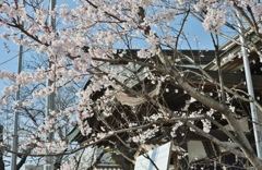 今年最初の桜は神社