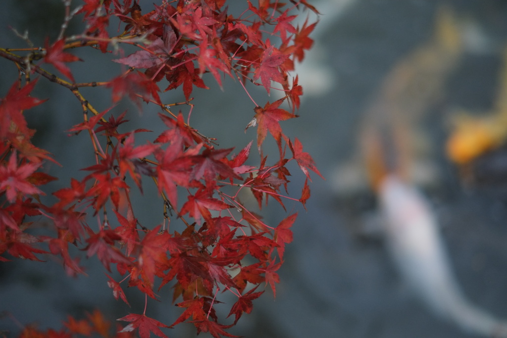 紅葉と鯉