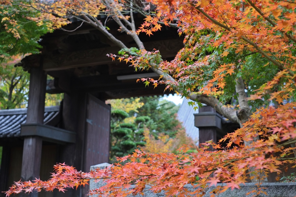 山門紅葉