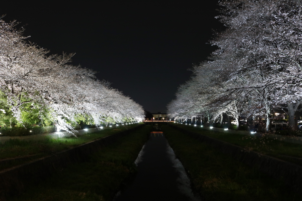 夜桜