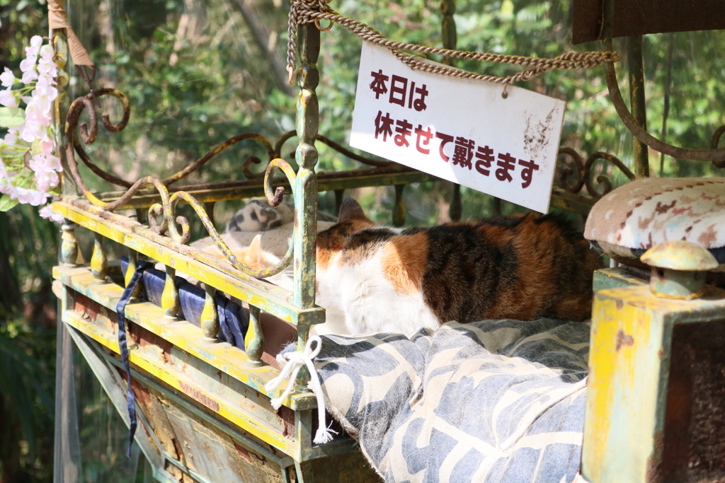 本日も休ませて戴きます